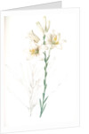 Lilium candidum, Lis blanc; Maddona lily by Pierre Joseph Redouté