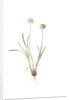 Allium carolinianum, Ail de Caroline by Pierre Joseph Redouté