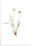 Allium carolinianum, Ail de Caroline by Pierre Joseph Redouté