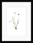 Allium carolinianum, Ail de Caroline by Pierre Joseph Redouté