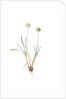 Allium carolinianum, Ail de Caroline by Pierre Joseph Redouté