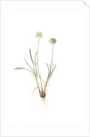 Allium carolinianum, Ail de Caroline by Pierre Joseph Redouté