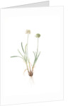 Allium carolinianum, Ail de Caroline by Pierre Joseph Redouté