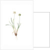 Allium carolinianum, Ail de Caroline by Pierre Joseph Redouté