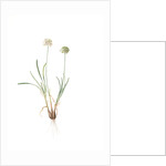 Allium carolinianum, Ail de Caroline by Pierre Joseph Redouté