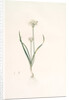 Allium triquetrum, Ail triangulaire, Three-cornered leek by Pierre Joseph Redouté