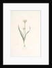 Allium triquetrum, Ail triangulaire, Three-cornered leek by Pierre Joseph Redouté