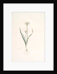 Allium triquetrum, Ail triangulaire, Three-cornered leek by Pierre Joseph Redouté