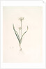 Allium triquetrum, Ail triangulaire, Three-cornered leek by Pierre Joseph Redouté