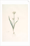 Allium triquetrum, Ail triangulaire, Three-cornered leek by Pierre Joseph Redouté