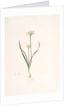 Allium triquetrum, Ail triangulaire, Three-cornered leek by Pierre Joseph Redouté