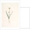 Allium triquetrum, Ail triangulaire, Three-cornered leek by Pierre Joseph Redouté