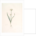 Allium triquetrum, Ail triangulaire, Three-cornered leek by Pierre Joseph Redouté