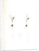 Crocus minimus, Safra nain, Smaller saffron by Pierre Joseph Redouté
