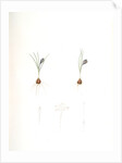 Crocus minimus, Safra nain, Smaller saffron by Pierre Joseph Redouté