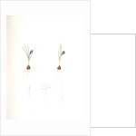 Crocus minimus, Safra nain, Smaller saffron by Pierre Joseph Redouté