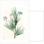 Witsenia corymbosa, Nivenia corymbosa Witsenia panicule by Pierre Joseph Redouté