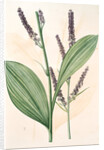 Veratrum nigrum, Vératre noir by Pierre Joseph Redouté