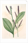 Veratrum nigrum, Vératre noir by Pierre Joseph Redouté