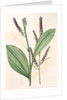 Veratrum nigrum, Vératre noir by Pierre Joseph Redouté