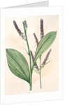 Veratrum nigrum, Vératre noir by Pierre Joseph Redouté