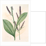 Veratrum nigrum, Vératre noir by Pierre Joseph Redouté