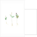 Mayanthemum, Maianthemum canadense; Mayanthème; Mayflower by Pierre Joseph Redouté