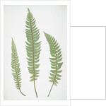 The common prickly shield fern by Henry Riley Bradbury