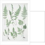 The brittle bladder fern, The Alpine, or Royal bladder fern, The mountain bladder fern by Henry Riley Bradbury