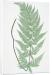 The broad prickly-toothed buckler fern by Henry Riley Bradbury
