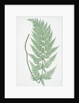 The broad prickly-toothed buckler fern by Henry Riley Bradbury