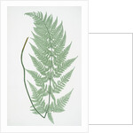 The broad prickly-toothed buckler fern by Henry Riley Bradbury