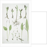 The common moonwort, The common adder's tongue, The dwarf adder's tongue by Henry Riley Bradbury