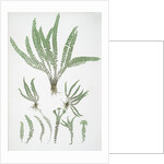 The common maidenhair spleenwort by Henry Riley Bradbury