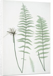 The marsh, or Female buckler fern by Henry Riley Bradbury