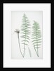 The marsh, or Female buckler fern by Henry Riley Bradbury
