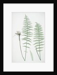 The marsh, or Female buckler fern by Henry Riley Bradbury