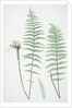 The marsh, or Female buckler fern by Henry Riley Bradbury