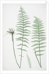 The marsh, or Female buckler fern by Henry Riley Bradbury