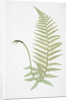 The male fern, or Common buckler fern by Henry Riley Bradbury