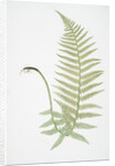 The male fern, or Common buckler fern by Henry Riley Bradbury