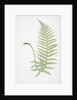 The male fern, or Common buckler fern by Henry Riley Bradbury