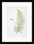 The male fern, or Common buckler fern by Henry Riley Bradbury