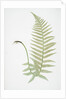 The male fern, or Common buckler fern by Henry Riley Bradbury