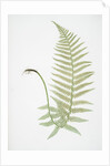 The male fern, or Common buckler fern by Henry Riley Bradbury