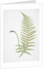 The male fern, or Common buckler fern by Henry Riley Bradbury