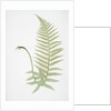 The male fern, or Common buckler fern by Henry Riley Bradbury