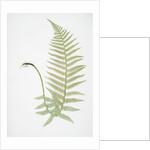 The male fern, or Common buckler fern by Henry Riley Bradbury