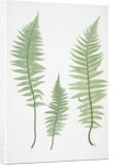 Filix-mas paleacea, The male fern, or Common buckler fern by Henry Riley Bradbury