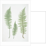 Filix-mas paleacea, The male fern, or Common buckler fern by Henry Riley Bradbury